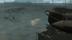 Cute shark found in LC waters