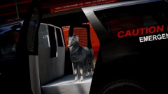 2010 Chevrolet Tahoe PPV - San Francisco Police Department Aiport Tactical Unit K-9