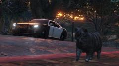 The cat, and the Buffalo