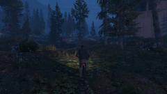 PALETO FOREST
