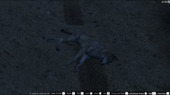 I found a dead coyote while on patrol as a Park Ranger