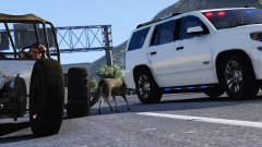 Luckiest coyote alive!