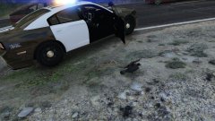 Even pigeons are armed