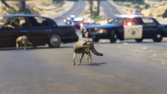 There's A Pursuit Behind Ya!