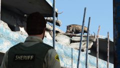 Why is there a boar on the roof?