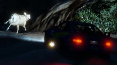 Like A Deer In Headlights