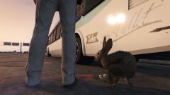 CHP officer Fett is one with the bunny kingdom