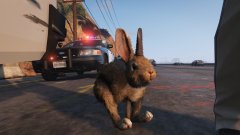 CHP officer Fett is one with the bunny kingdom (II)