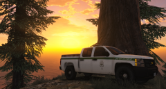 Sunset In the Redwoods
