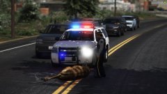 Deer on the Road