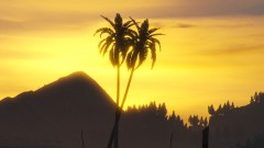 Palms of Peace