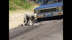 plymouth fury and wildlife.jpg